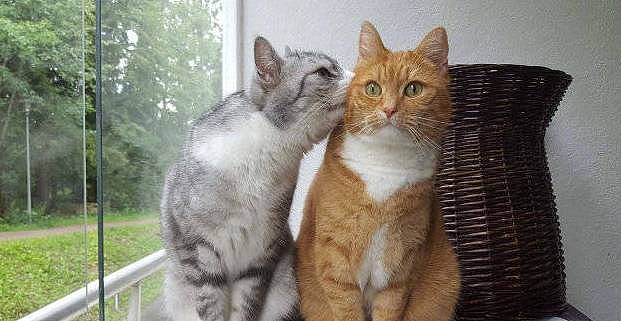 猫主子偷吻大橘得逞，橘猫懵：你好坏哦，不知羞！网友：我酸了 - 3