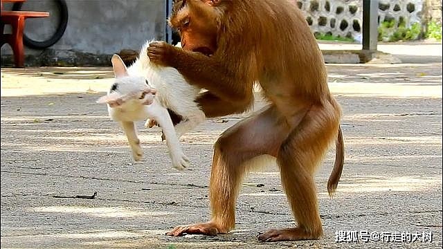 猫咪滞留动物园猴山，被猴子折磨撕咬，猴子为什么会那么讨厌猫？ - 4