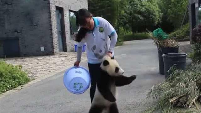 小熊猫当着饲养员偷吃，被拎起来后可可怜兮兮的表情亮了 - 2