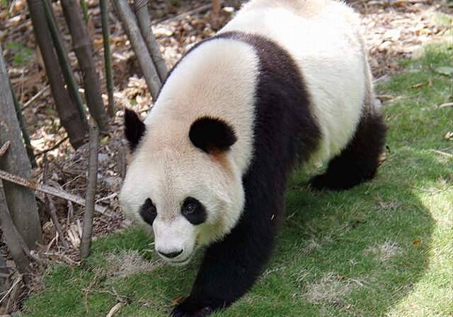 软萌熊猫，在上古时竟有如此霸气的名字，难怪食肉动物不敢欺负它 - 6