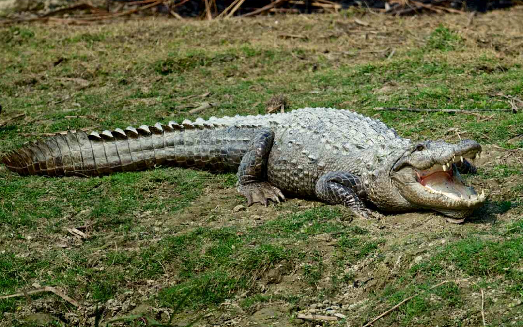 鳄鱼都成盘中餐，缅甸蟒在佛罗里达泛滥，捕蛇人表示“吃不消” - 8