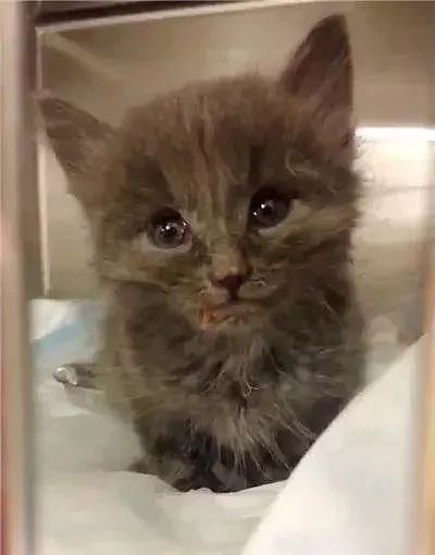 网友捡到一只奄奄一息的小猫，救活养大后感叹：真是捡到宝了！ - 2