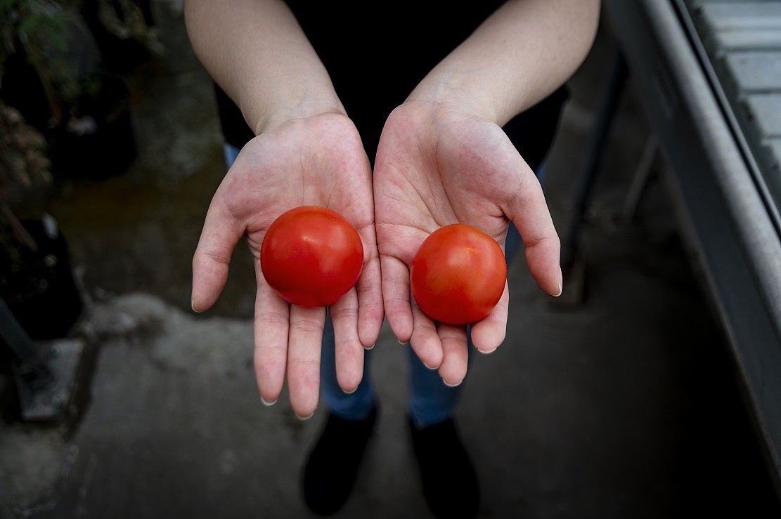 科学家通过CRISPR基因编辑技术让番茄含有更丰富的维生素D - 1
