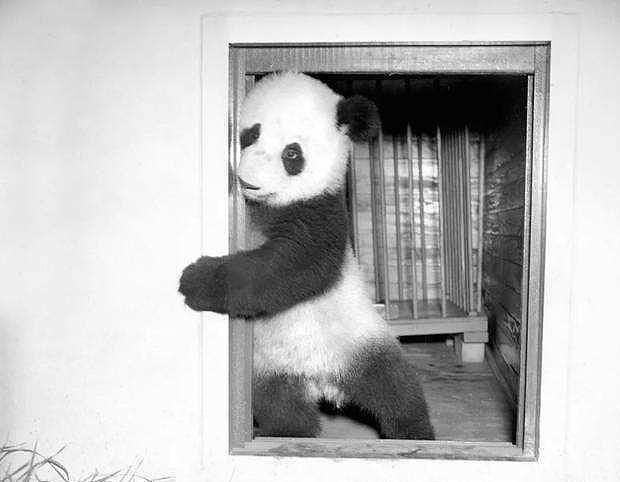 当年曾两次将熊猫从中国盗回美国的露丝，最终的结局是怎样的？ - 6