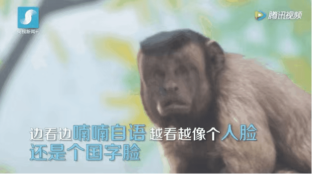 火爆全网的“国字脸”猴，到底是不是特效？ - 1