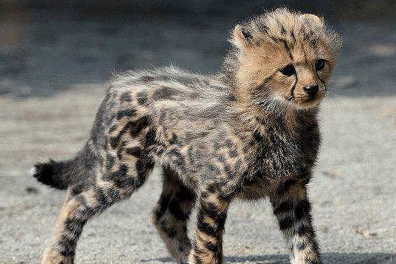这种猫科动物是猎豹的罕见变异，人类送了它一个霸气名字：王猎豹 - 4