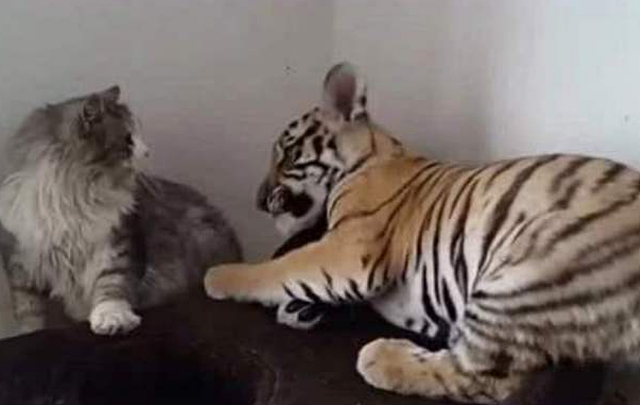 小老虎第一次见到橘猫以为是同类，扑上去又亲又咬，这也太可爱了吧 - 2