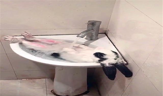 网友给兔子洗澡，非但没反抗还泡起了热水澡，感觉活成了人的模样 - 1