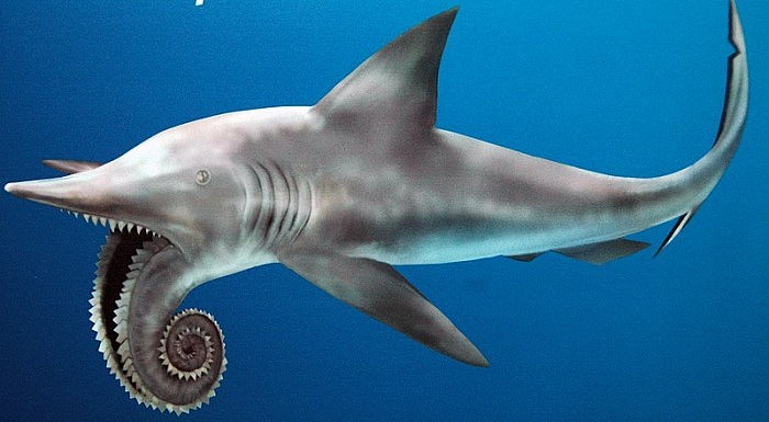 800px-Helicoprion_reconstruction.jpg