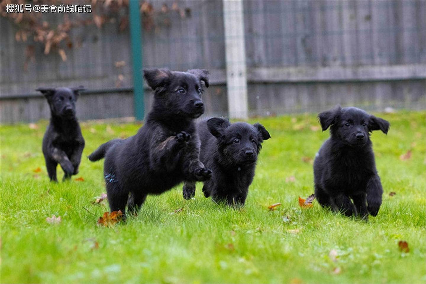 打破了英国导盲犬协会相关纪录，德牧妈妈一口气生了十六只狗崽崽 - 3