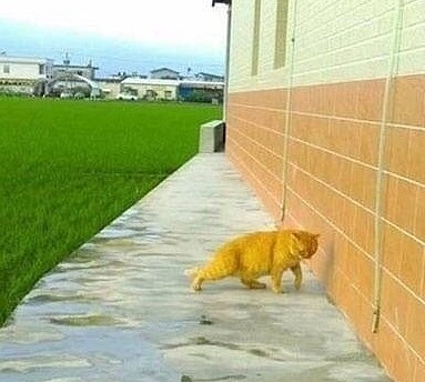 橘猫坐在田边思考喵生，像失恋一般惆怅靠墙，喵：小鱼干你在哪？ - 2