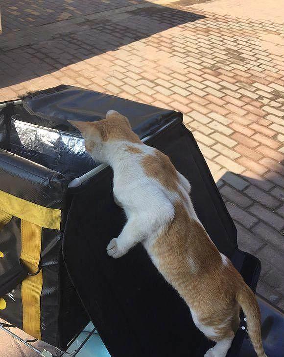 橘猫闻着味儿找到了外卖小哥的送餐盒, “喵喵喵~我是来取餐的”! - 3