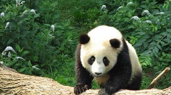 千万不要逗熊猫，否则你身后会后悔，它可能会以身相许 - 2