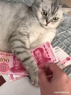 英短猫看到这么多人民币，立马化身“守财奴”，主人也拿不走分毫 - 4