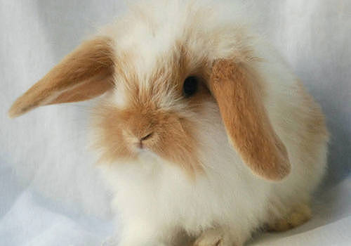 萌兔护理：兔子用球虫什么药 - 1