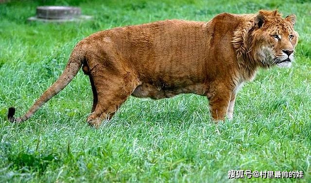 450公斤狮虎兽，对战狮子大小的虎狮兽，谁能赢得胜利？ - 5