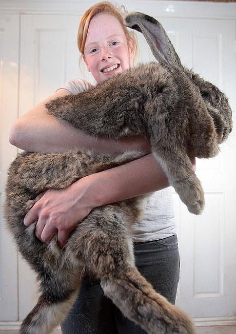 你们知道大流士兔子吗？一只长1.25米的兔子你们会喜欢吗 - 5