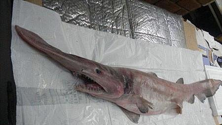 地球上10大最奇怪的海洋动物, 以鲨鱼为食的蟹, 眼睛在头里的鱼 - 1