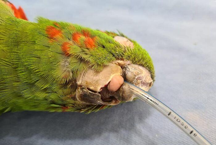拯救鹦鹉！巴西一只鹦鹉的喙严重受损，装上人工喙后可以吃米糊 - 4