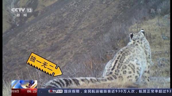 全球最美猫科动物！来看“雪山精灵 ”雪豹的自述→ - 4