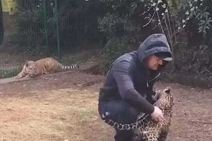 饲养员只顾着摸豹子，忽略了老虎，它竟然会醋意大发！太萌了！ - 1