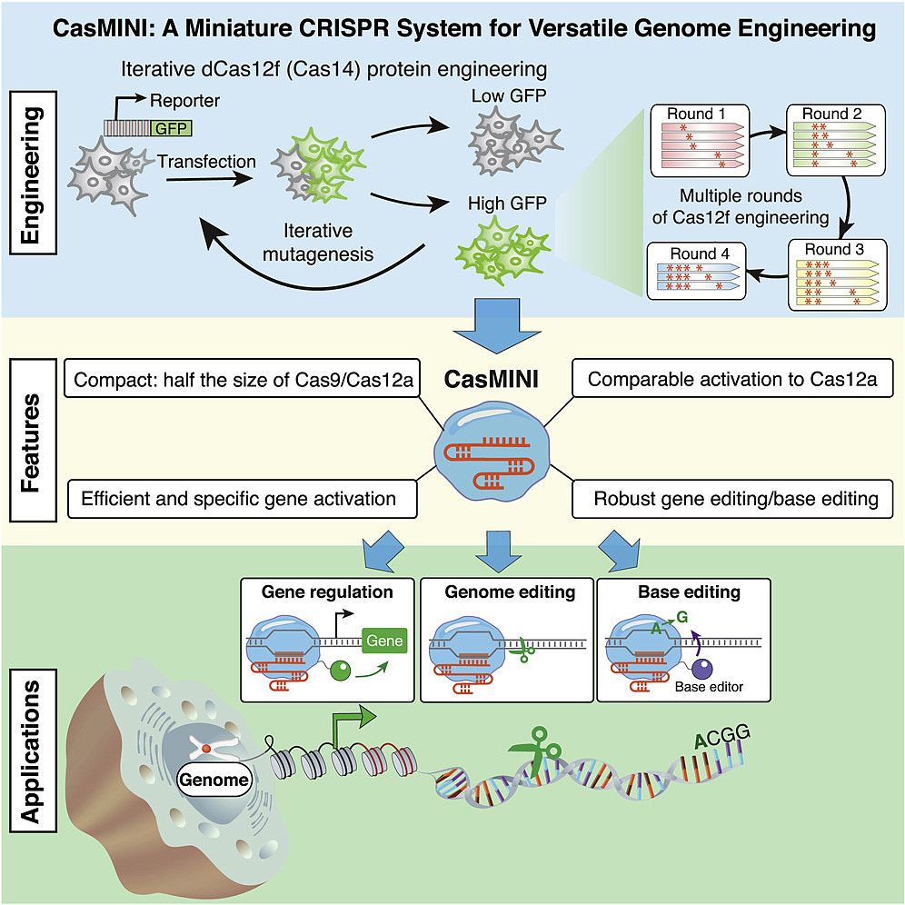 “迷你”CRISPR工具：对非活性蛋白质改良以更好进行基因编辑 - 1