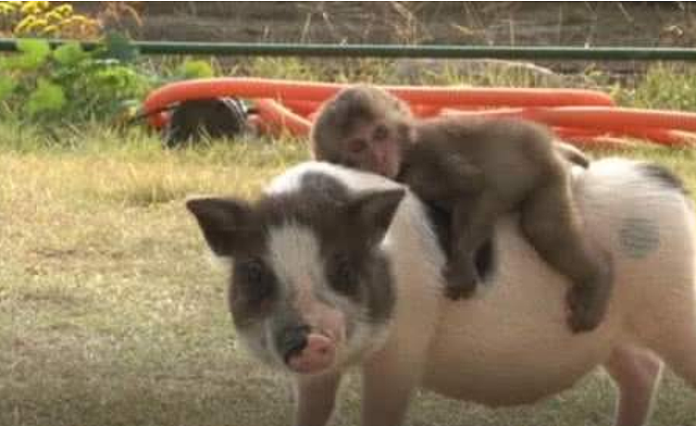 猴子俘获一只小猪当坐骑，小猪每天驮着猴子去偷吃，两活宝太可爱！ - 3