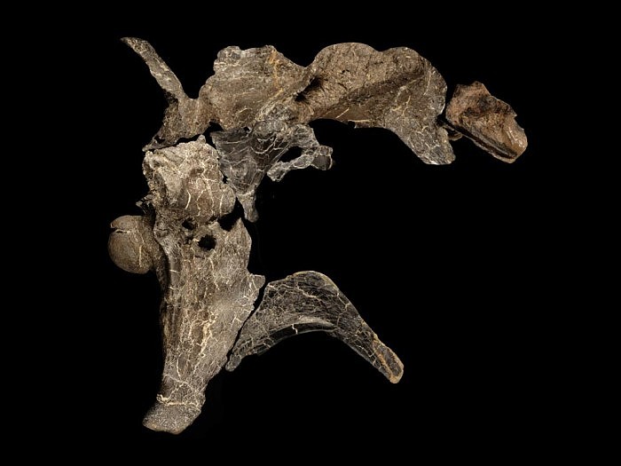 英国怀特岛发现类似鳄鱼头骨的化石 属于掠食性恐龙新物种 - 3