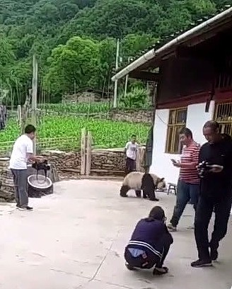 熊猫遛弯走进了村里，却被村民扬言要关进猪圈，慌张的模样笑翻人 - 2