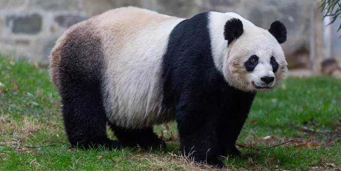 全球最新大熊猫存量数字公布：圈养673只、野外1864只 - 2