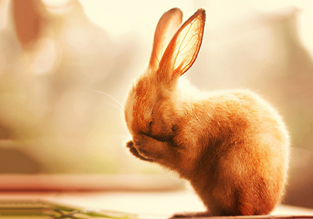 爱兔护理方法：兔子一只眼睛红肿，3个方法去解决 - 4
