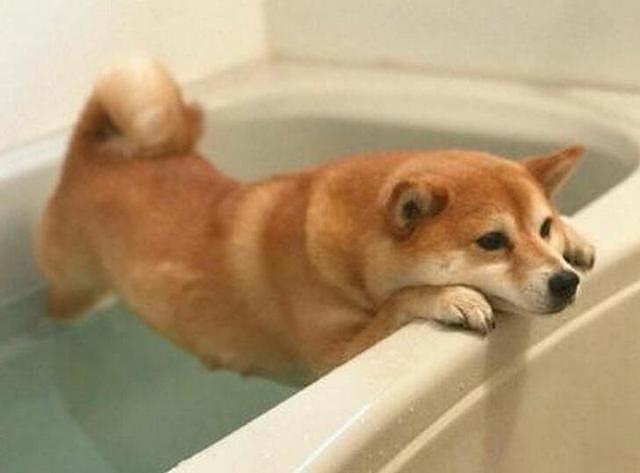 为了不洗澡柴犬也是拼了，趴在浴池边上半小时愣是一动没动 - 2