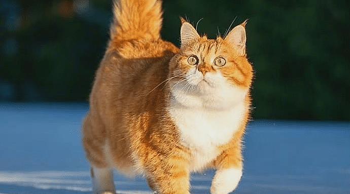 一只平平无奇的橘猫，身上竟藏着7个“世界之最”，你不知道吧！ - 1