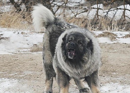 生活在雪域高原上的猛犬，狩猎雪豹的专用，游牧民族的护航者 - 5