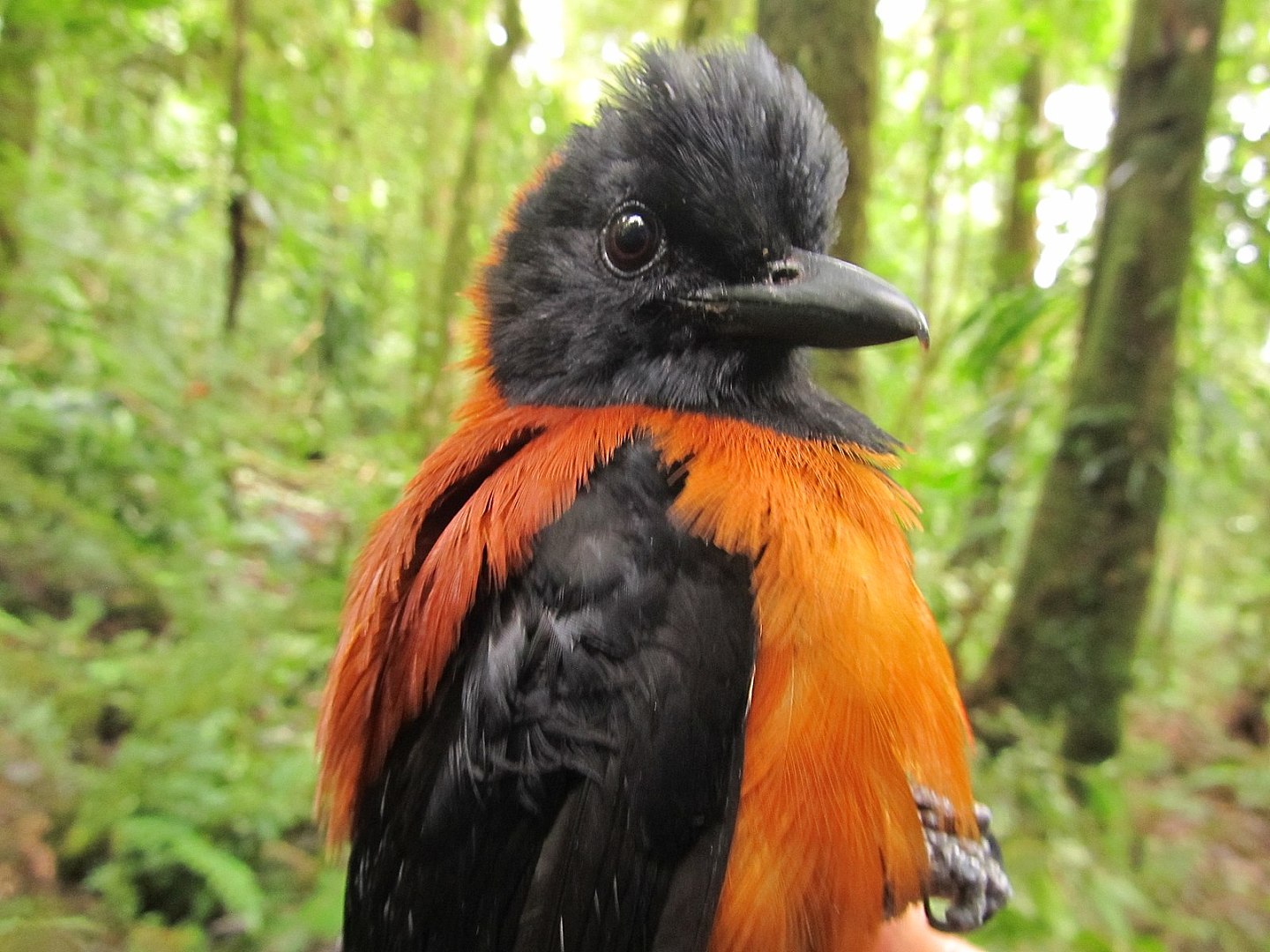 黑头林鵙鹟：科学家迄今发现的第一种也是唯一一种有毒鸟类 - 1