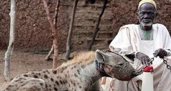 非洲人为啥不怕鬣狗？短短几十秒的视频，看完满满的心酸！ - 4