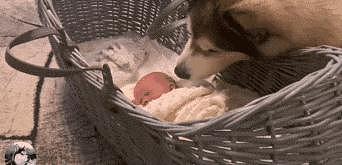 小宝宝出生后，没想到就有“左右护法”，主人：被狗狗暖哭了 - 8