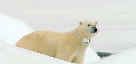 北极熊迁移新居遇到阿拉斯加，抱着玩耍不放，熊：感动不？ - 2
