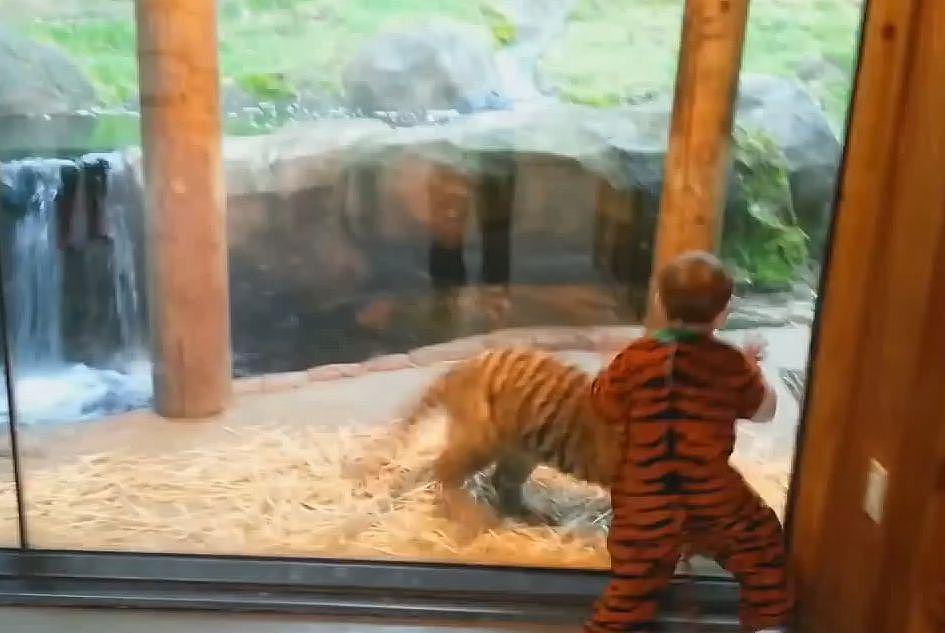 熊孩子假扮老虎混入动物园，不由屏住呼吸差点报警！ - 3