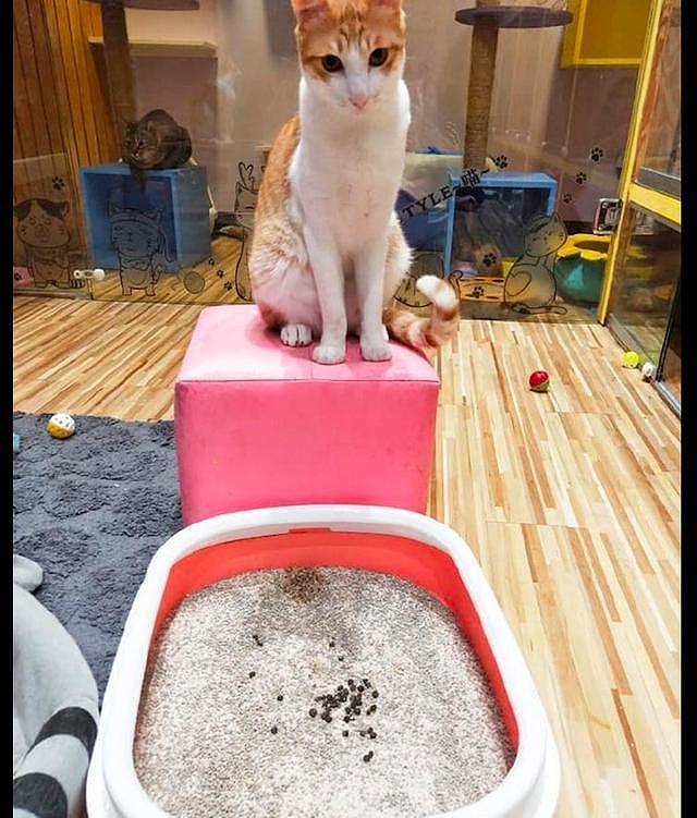 兔子在猫砂盆里上厕所，猫咪看见后一脸疑惑：这是新款的猫粮吗？ - 3