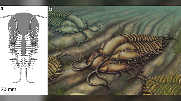 科学家发现史前三叶虫的“交配证据” - 2