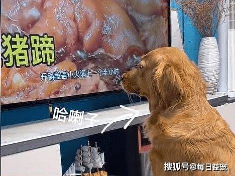 金毛盯着电视里的猪蹄流口水，转身将爪搭在宠物猪身上，眼神亮了 - 1