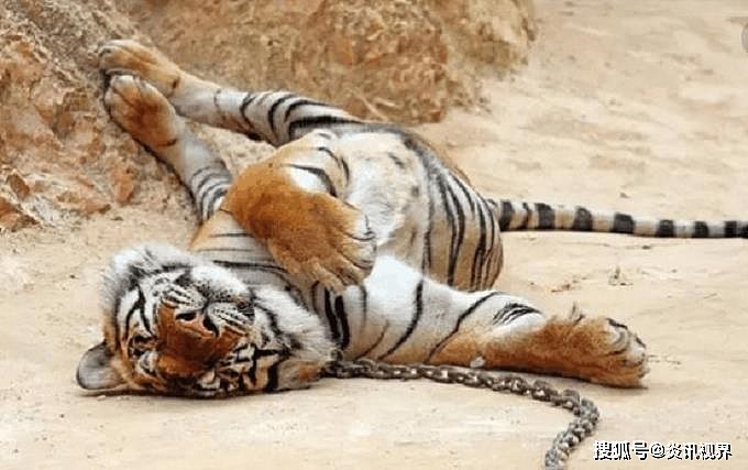 老虎的繁殖与交配：铁汉并没有柔情，冷门的知识又增加了 - 4