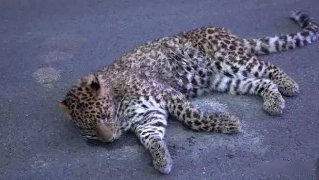 四川一网友发现一头受伤金钱豹，躺在路中间不能动弹，并非杭州出逃的豹子 - 8