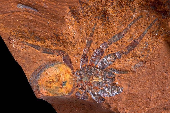 Ancient-Spider-Fossil-777x518.jpg