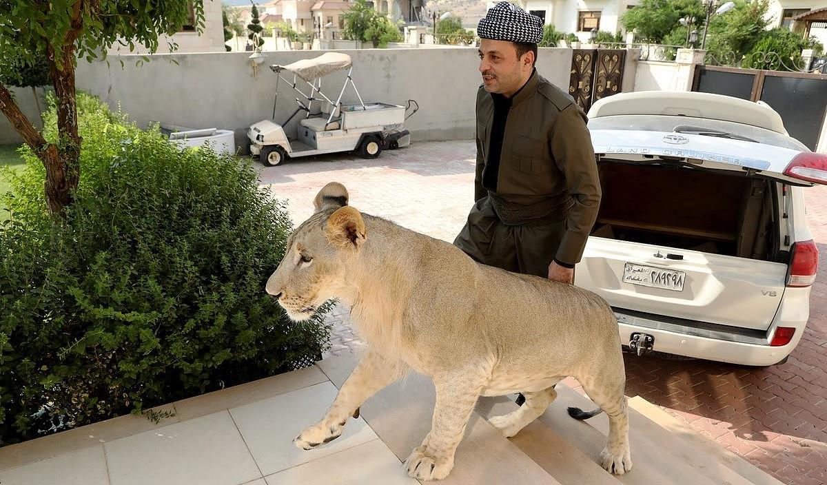 伊拉克男子养狮子做宠物，同吃同住，“森林之王”还会撒娇 - 3