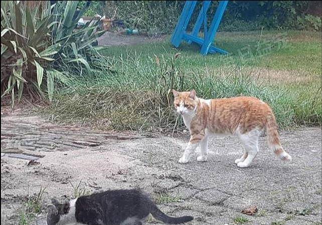 橘猫突然食量大增，主人跟踪才发现，原来是外面有猫了！ - 3