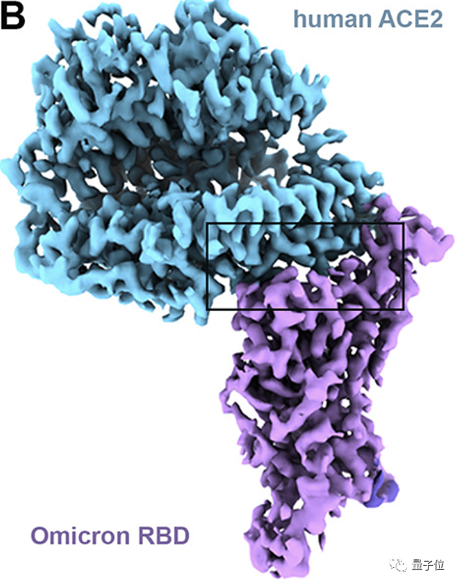 Science首发奥密克戎突刺蛋白分子水平分析 揭秘2大传染性增强原因 - 2