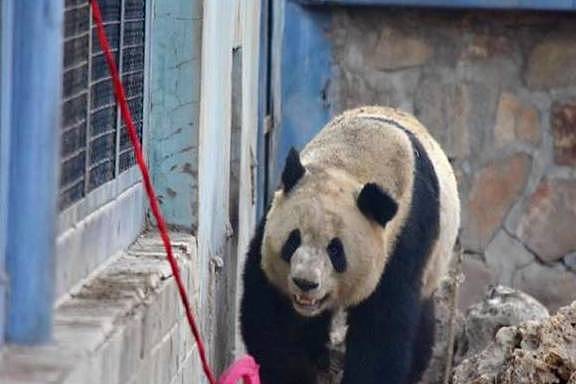 调皮熊猫称挖煤弄脏身体，想蹭会给饲养员被识破后，只能乖乖认错 - 5