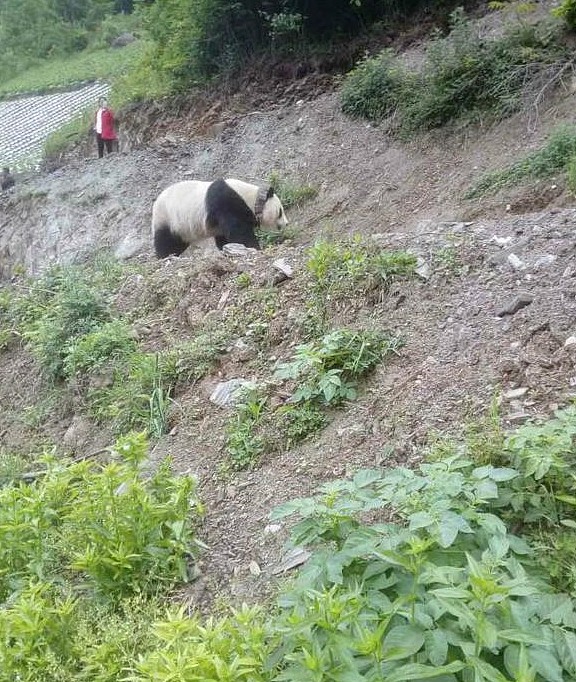 熊猫遛弯走进了村里，却被村民扬言要关进猪圈，慌张的模样笑翻人 - 1